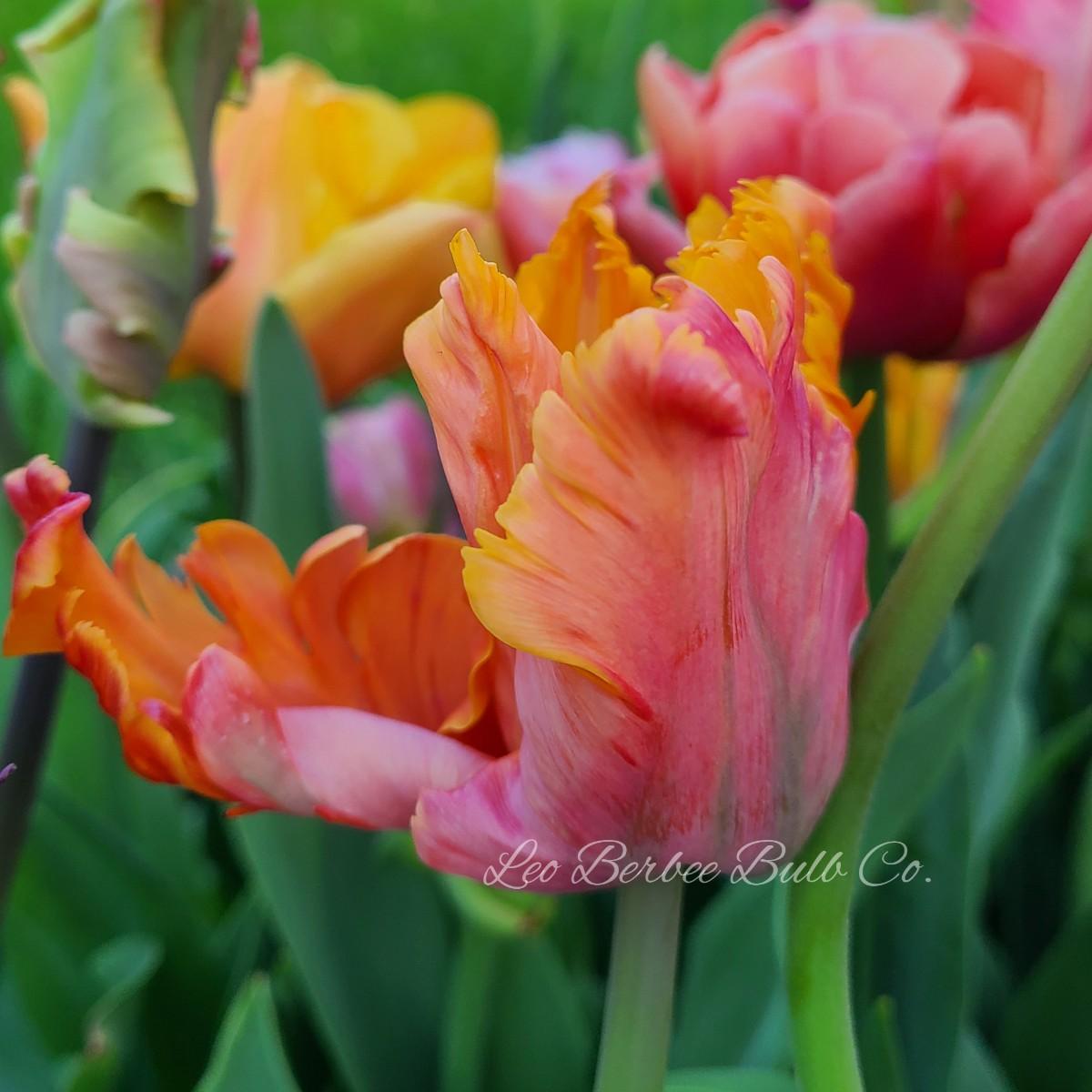 邦楽 TULIP THE TULIP COMPLETE 1976 LIVE TULIP 1976 COMPLETE LIVE